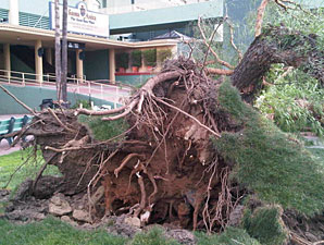 Winds Cause Minor Damage at Santa Anita Winds Cause Minor Damage at Santa Anita