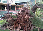 Winds Cause Minor Damage at Santa Anita Winds Cause Minor Damage at Santa Anita