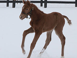 First Foal for Grade II Winner Santiva First Foal for Grade II Winner Santiva