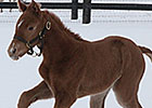 First Foal for Grade II Winner Santiva First Foal for Grade II Winner Santiva
