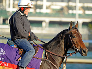 BC Turf Favorite Sarafina Has Easy Jog BC Turf Favorite Sarafina Has Easy Jog