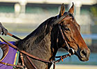 Yoshida Purchases Top Mare Sarafina Yoshida Purchases Top Mare Sarafina
