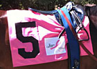 Saratoga Diary: In The Pink Saratoga Diary: In The Pink