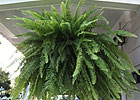 The Filching of The Ferns The Filching of The Ferns