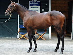 Another High Six-Figure Bernardini Colt Another High Six-Figure Bernardini Colt