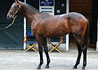 Another High Six-Figure Bernardini Colt Another High Six-Figure Bernardini Colt