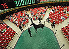 Saratoga Catalog Has International Flavor Saratoga Catalog Has International Flavor