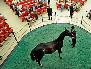 Saratoga Surge? Sale Could Be Solid Saratoga Surge? Sale Could Be Solid