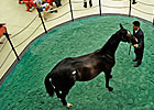 Mood at Saratoga Positive for Yearling Sale Mood at Saratoga Positive for Yearling Sale