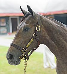 McPeek Shares Saratoga Sale Short List McPeek Shares Saratoga Sale Short List