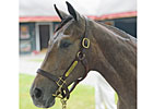 McPeek Shares Saratoga Sale Short List McPeek Shares Saratoga Sale Short List