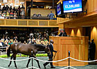 F-T Saratoga Sale Opens With Price Declines