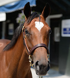 Saratoga Sale Session 1: Potential Dazzlers Saratoga Sale Session 1: Potential Dazzlers