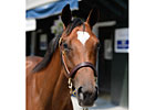 Saratoga Sale Session 1: Potential Dazzlers