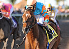 Porter on Pedigrees: Saratoga Holiday Porter on Pedigrees: Saratoga Holiday