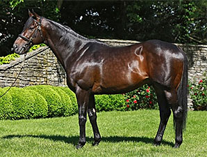 Top Sire Scat Daddy Dies at Age 11