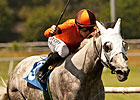 Royal Heroine Winner Schiaparelli Retired Royal Heroine Winner Schiaparelli Retired