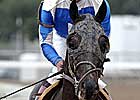 Scipion to Stand in Maryland at Murmur Farm