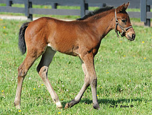 Sea The Stars Filly Born at Lane's End Sea The Stars Filly Born at Lane's End