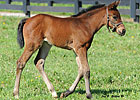 Sea The Stars Filly Born at Lane's End
