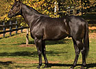 Seattle Fitz Sold to Argentine Farm Seattle Fitz Sold to Argentine Farm