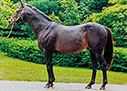 The Continuing Impact of Seattle Slew The Continuing Impact of Seattle Slew