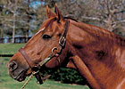 Thirty Horses Set for Saratoga Walk of Fame Thirty Horses Set for Saratoga Walk of Fame