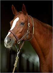 Secrettame, Dam of Gone West, Dies at 28 Secrettame, Dam of Gone West, Dies at 28