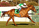 Seek Again Sneaks to Hollywood Derby Surprise Seek Again Sneaks to Hollywood Derby Surprise
