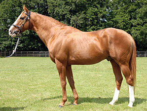 Champion, Top Sire Selkirk Dead at 25