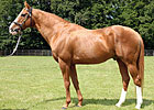Champion, Top Sire Selkirk Dead at 25 Champion, Top Sire Selkirk Dead at 25