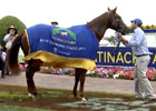 Video: International Feature - Sepoy