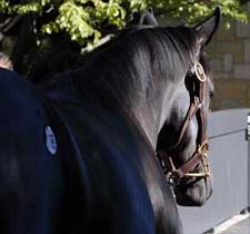 Figures Soar at Keeneland's 13th Session Figures Soar at Keeneland's 13th Session
