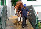 Shackleford Arrives at Belmont Park