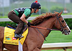 Ky. Derby Featured Profile: Shackleford Ky. Derby Featured Profile: Shackleford