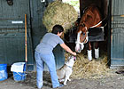 Shackleford Pointed to Kelso, Breeders' Cup