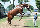 Shackleford Towers Over Vanderbilt Foes