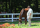 Romans Ready to Prey on New York Stakes Romans Ready to Prey on New York Stakes