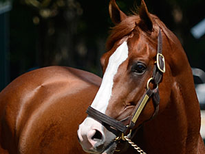 Shackleford's Fee Set at $20,000 Shackleford's Fee Set at $20,000