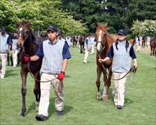 Japanese Breeders Cautiously Optimistic for JRHA Sale Japanese Breeders Cautiously Optimistic for JRHA Sale