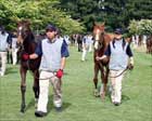 Japanese Breeders Cautiously Optimistic for JRHA Sale