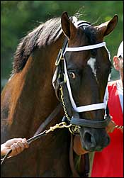 No Cup for Shakespeare; Retires With Tendon Injury No Cup for Shakespeare; Retires With Tendon Injury