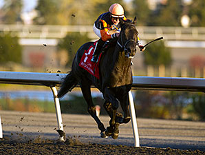 Shakhimat wins the Coronation Futurity.