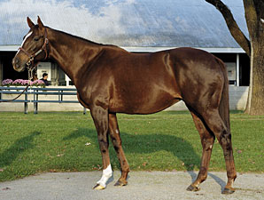 Major Winner Sharp Cat Dead Major Winner Sharp Cat Dead