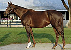 Major Winner Sharp Cat Dead Major Winner Sharp Cat Dead