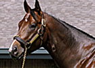 First Foal for Sharp Humor