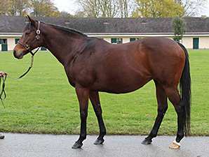 New Buyers Drive Up Sales at Arqana New Buyers Drive Up Sales at Arqana