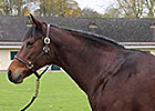New Buyers Drive Up Sales at Arqana New Buyers Drive Up Sales at Arqana