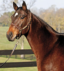 Curlin's Dam, Sherriff's Deputy, Dies Curlin's Dam, Sherriff's Deputy, Dies