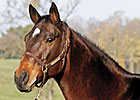 Curlin's Dam, Sherriff's Deputy, Dies Curlin's Dam, Sherriff's Deputy, Dies